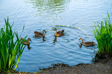 ducks on the lake