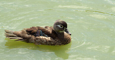 Female Mandarin duck cleaning feathers on the pond.