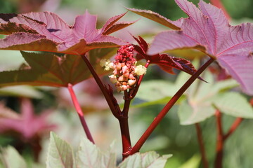 Ricinus communis, also known as castor bean or castor oil plant.
