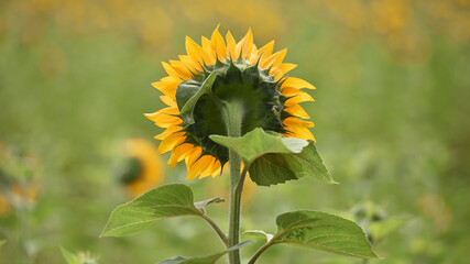 big bright yellow sunflower in the field. Large flowers of a sunflower in the sunlight. Yellow...