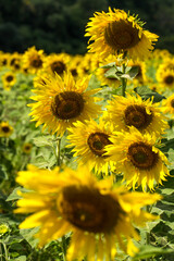 Fototapeta premium Sunflower.close up Sunflower field on a clear day.