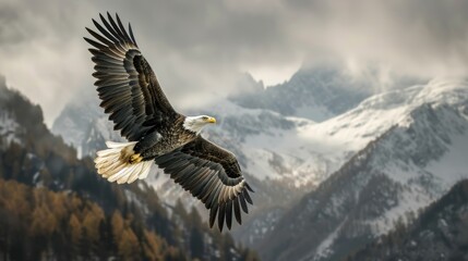 A majestic bald eagle soaring high above the mountains