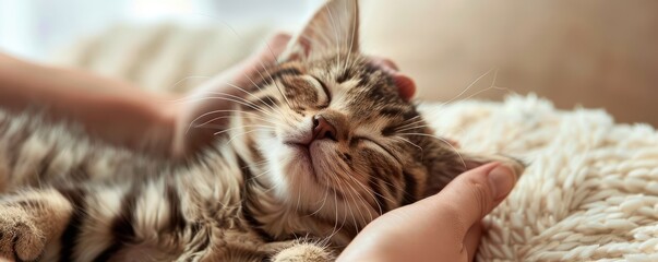 Obraz na płótnie Canvas Happy kitten lying on a bed, being gently stroked by a woman's hand.