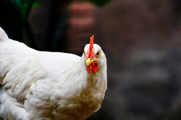 white chicken on the farm