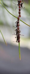 Macro Photography Of Leaf Footed Bugs
