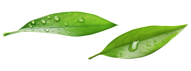 Close-up of a single dewdrop on a green leaf isolated on transparent background
