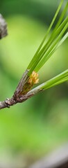 Macro Photography Of A Needle Tree 
