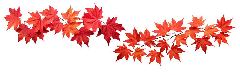 Cluster of red maple leaves with autumn hues isolated on transparent background