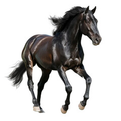 Obraz premium Majestic Black Horse Isolated on Transparent Background