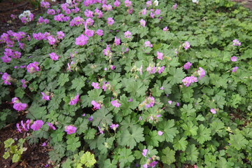 Geranium cantabrigiense is a hybrid flowering plant in the cranesbill family Geraniaceae. It is an...