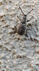 Close-up of beetle. The pest control in the garden. Insects, a little insect.