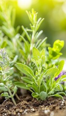 Obraz premium Herbs and shrubs growing in a garden bed, detailed macro shot, vibrant hues, serene natural interaction