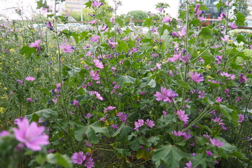 Malva sylvestris, mallow genus Malva in Malvaceae. Common mallow, cheeses, high mallow and tall mallow mauve. Vigorous plant with showy flowers of mauve-purple with dark veins. Budapest, Hungary
