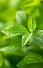 Fototapeta premium Lush foliage in a garden plot, detailed macro shot, vibrant and dynamic natural scene
