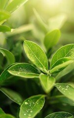 Fototapeta premium Lush foliage in a garden plot, detailed macro shot, vibrant and dynamic natural scene