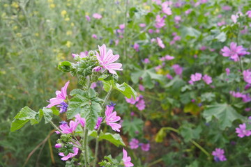 Malva sylvestris, mallow genus Malva in Malvaceae. Common mallow, cheeses, high mallow and tall mallow mauve. Vigorous plant with showy flowers of mauve-purple with dark veins. Budapest, Hungary