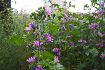 Malva sylvestris, mallow genus Malva in Malvaceae. Common mallow, cheeses, high mallow and tall mallow mauve. Vigorous plant with showy flowers of mauve-purple with dark veins. Budapest, Hungary