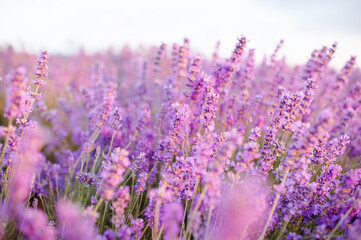 Obraz premium Blooming lavender field in sun light at background. Summer time season.