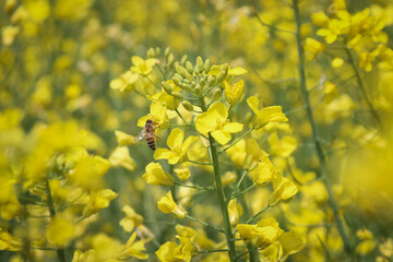 Fototapeta premium 유채꽃과 꿀벌