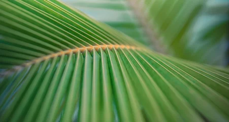 Fotobehang Tropisch Artistic palm leaf texture natural tropical green closeup summer. Abstract palm leaves macro, bright fresh green foliage nature background. Tranquil exotic garden park pattern inspire plants wallpaper  © icemanphotos