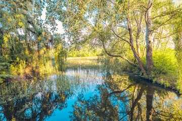 Fototapeta premium Beautiful calm pond water reflection yellow green leaves blooming on lake shore. Perfect spring summer scene. Tranquil nature morning meadow near river. Pastel colors forest foliage. Beauty outdoors