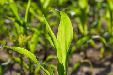 young corn leaves in the sunset light