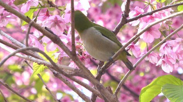 Warbling white-eye bird, Zosterops Japonicus, feeds on nectar of cherry flowers and flies away in Japan. 4K