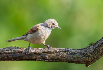 Eurasian penduline tit, remiz pendulinus. A young bird sitting on a branch on a beautiful background