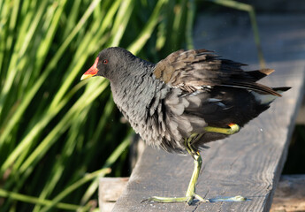 Common moorhen, Gallinula chloropus. A bird stands on one paw on a bridge by the river