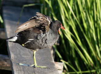 Common moorhen, Gallinula chloropus. The bird is standing on one leg, stretching its wings and beak