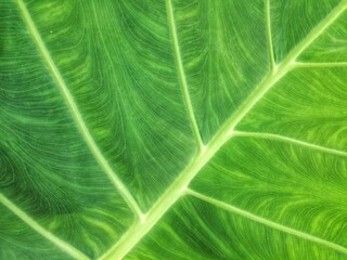 Obraz premium Green color of taro leaves to backdrop, wallpaper and backgrounds texture 