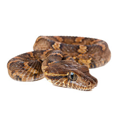 Fototapeta premium PNG Image of A snake