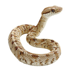 Fototapeta premium PNG Image of A snake