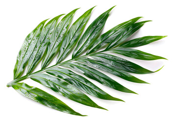 Areca Palm Leaf, isolated on white background