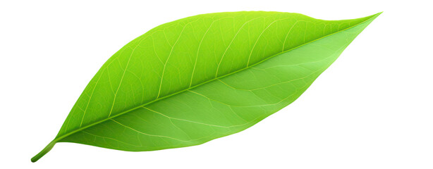 Fototapeta premium mango green leaf 3d realistic illustration