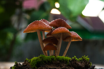 mushroom in forest