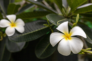 Fototapeta premium Exotic flowers of white blooming plumeria on green natural background. White Frangipani flower Plumeria alba with green leaves , Floral tropical background. high quality photo