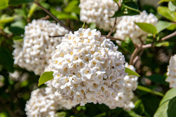 Wrinkle-leaved evergreen viburnum rhytidophyllum.
Flowering  bushes  in Munich
