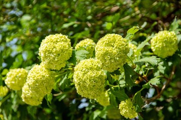 Wrinkle-leaved evergreen viburnum rhytidophyllum.
Flowering  bushes  in Munich