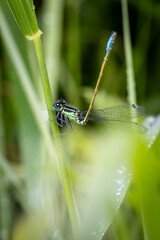 A close up of a damselfly perched on a plant stem, with a shallow depth of field