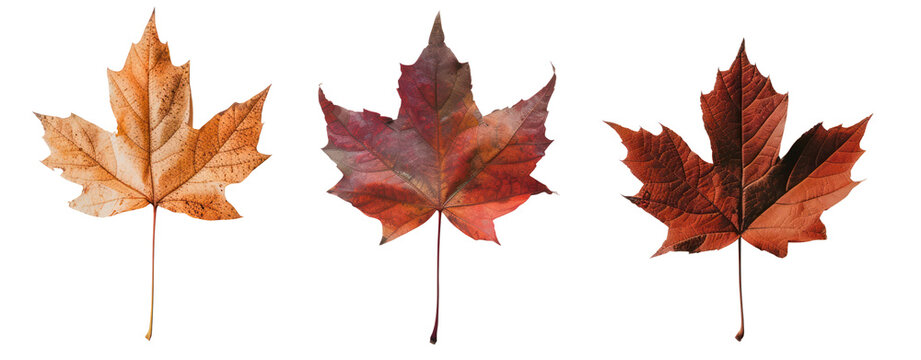 maple leaf autumn brown