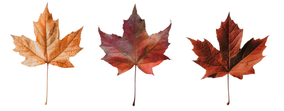 maple leaf autumn brown
