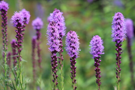 Purple liatris spicata flowers with green leaves, background. Blazing star.