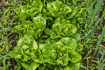 Kopfsalat im Hausgarten