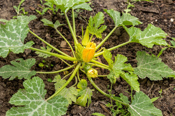 Zucchini Pflanze mit Blüte im Garten