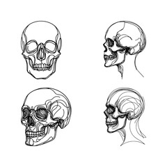 vector set of human skull - line drawing sketch (artwork 1)
