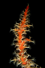 a soft coral on a reef in the caribbean sea