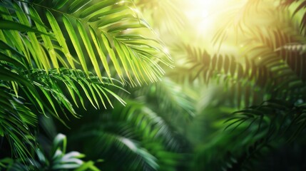 Lush tropical forest with lush greenery Illuminated by the gentle sunlight filtering through the leaves.
