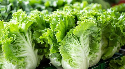 Clear and precise photograph of a bunch of lettuce heads neatly organized, promoting healthy eating and diet concepts