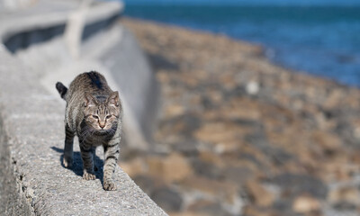 堤防を歩く可愛い猫